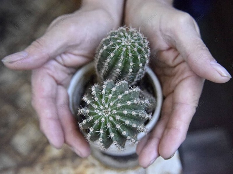 Des cactus et des&nbsp;mains